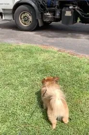 Hal McGee's July 2020 Movie movie poster