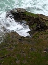 For The Birds movie poster