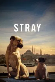 Stray movie poster