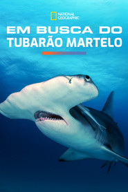 Poster do filme Em Busca do Tubarão Martelo