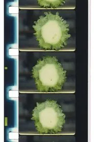 Chopping Fruits and Vegetables movie poster