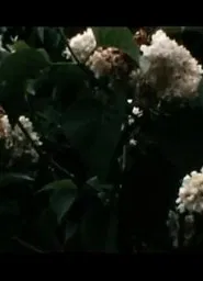 Le bruit du temps, Messaoud movie poster