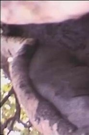 Béton armé contre dame nature movie poster