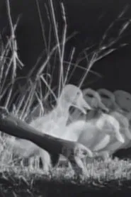 Night on the Riverbank movie poster