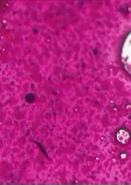 Malfilm movie poster