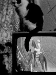 Cat on TV movie poster