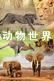Poster da série 动物世界