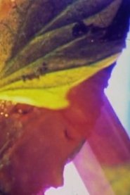 Poster do filme Donkey Riding