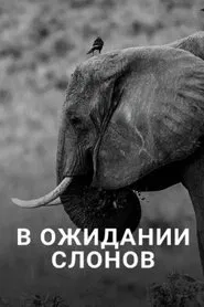 En attendant les éléphants movie poster