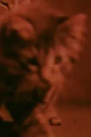 Kittens Grow Up movie poster