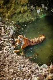 Poster da série Planet Safari