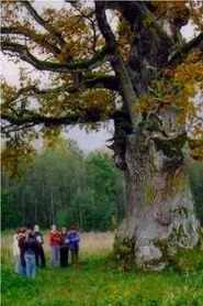 In the Shade of the Oak Tree movie poster