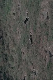 Memorial movie poster