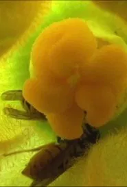 Tin Pressed movie poster