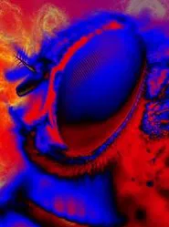 Electric Arthropods movie poster