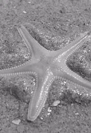 Ebb-tide movie poster