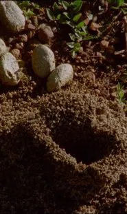 Poster do filme Y Bera : Aguas de Luz