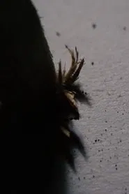 Int. Room movie poster