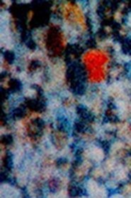 Poster do filme Crossing