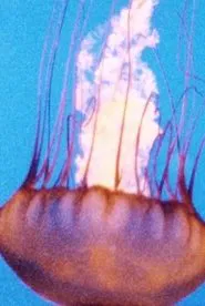 Wind/Water/Wings movie poster