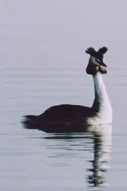 Ühe armastuse lugu movie poster