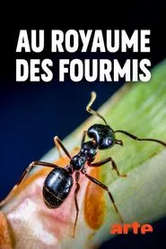 Au royaume des fourmis tv show poster