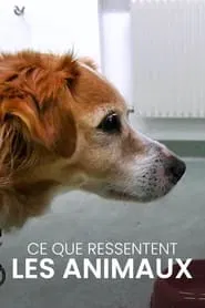 Poster do filme Wie Tiere fühlen