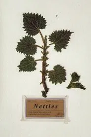 Nettles movie poster