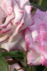 fernfacealgorithm movie poster