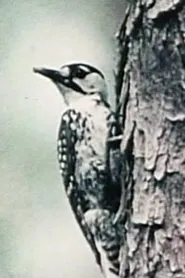 Natural History movie poster