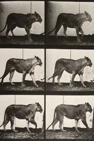 Lioness Walking movie poster