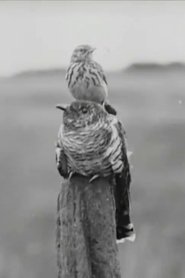 The Cuckoo's Secret movie poster