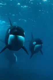 0800 SEE ORCA tv show poster