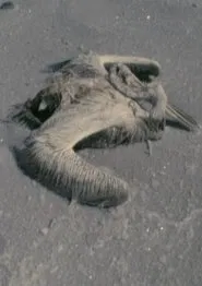 Utah Sequences movie poster