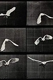 Cockatoo Flying movie poster