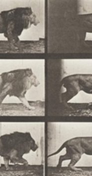 Lion Walking movie poster