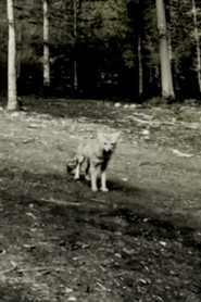 Last shot of the Argentine Grey Fox movie poster