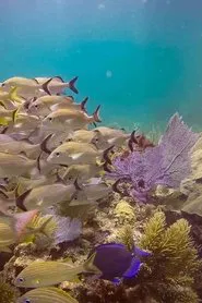 Aluxes en Yucatán movie poster