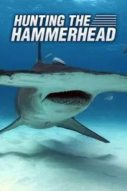 Hunting the Hammerhead movie poster