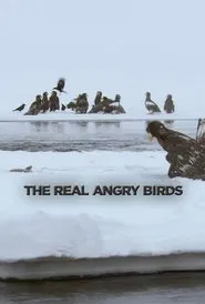 The Real Angry Birds movie poster