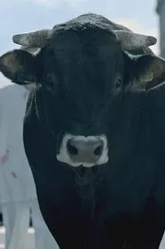 The Bull movie poster