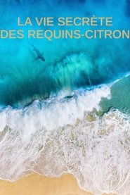 La vie secrète des requins citron movie poster