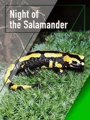 Night of the Salamander movie poster