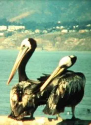 Poster do filme Puchuncaví