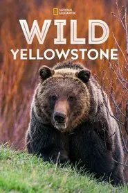 Wild Yellowstone tv show poster
