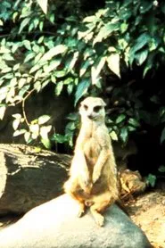 Poster do filme Envío  8