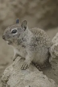 Poster do filme San Diego: America's Wildest City