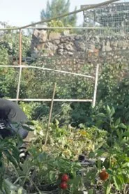 Poster do filme In the Yard