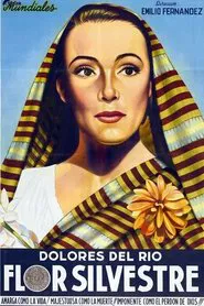 Poster do filme Wild Flower