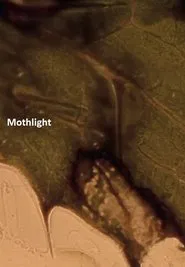 Mothlight movie poster